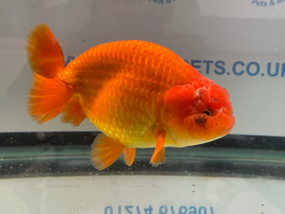 Jumbo Ranchu Red 12-13cm Fancy Goldfish (Fish In Photo) #11