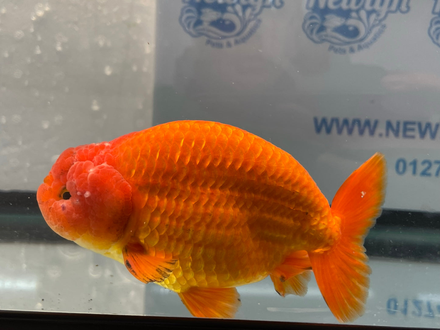 Jumbo Ranchu Red 12-13cm Fancy Goldfish (Fish In Photo) #11