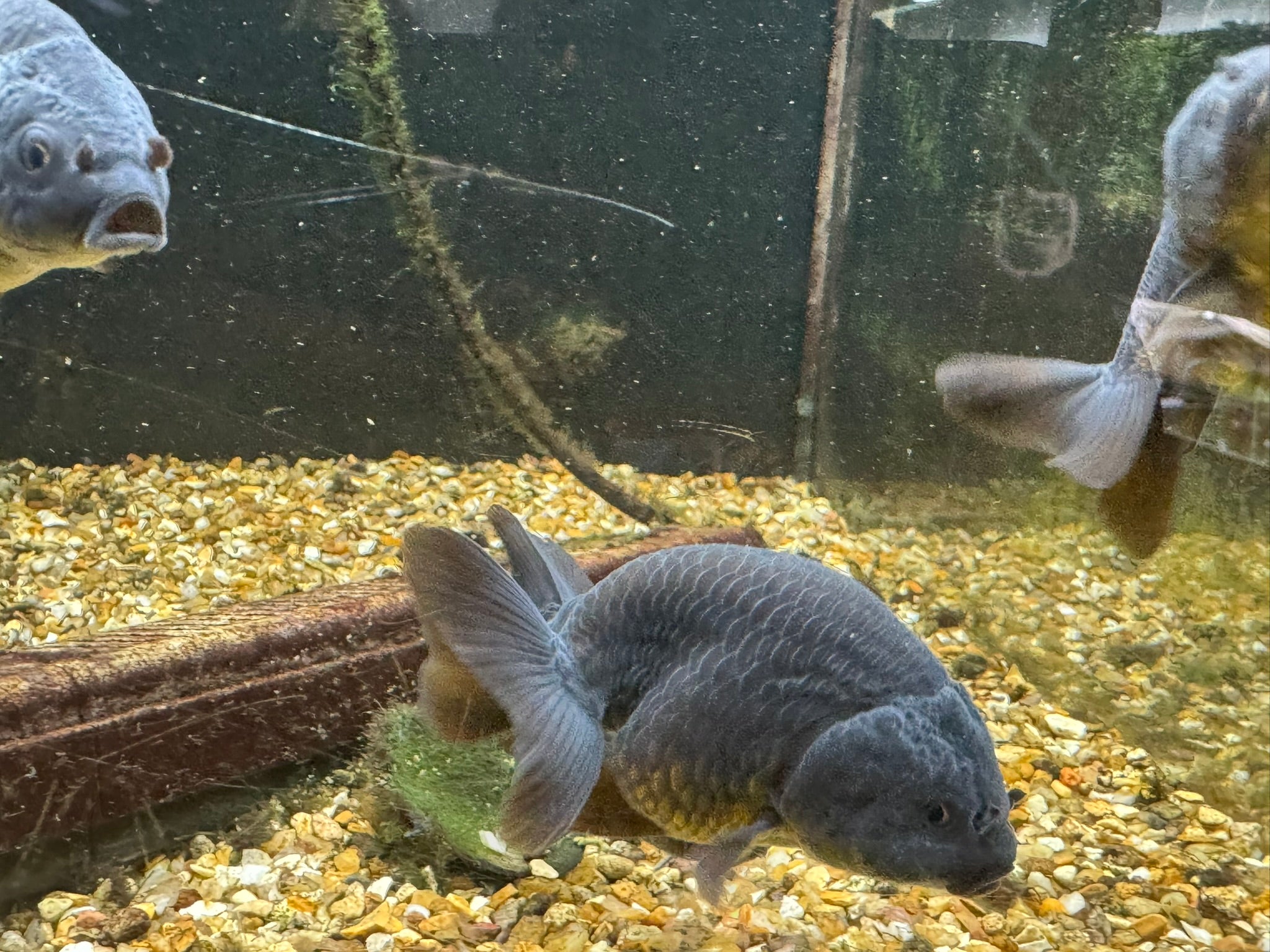 Black Ranchu 6-7cm Fancy Goldfish