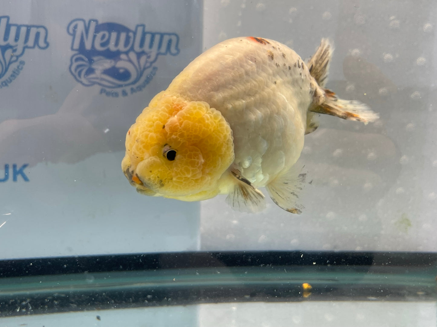 Jumbo Ranchu Lemon Head 12-13cm Fancy Goldfish (Fish In Photo) #13
