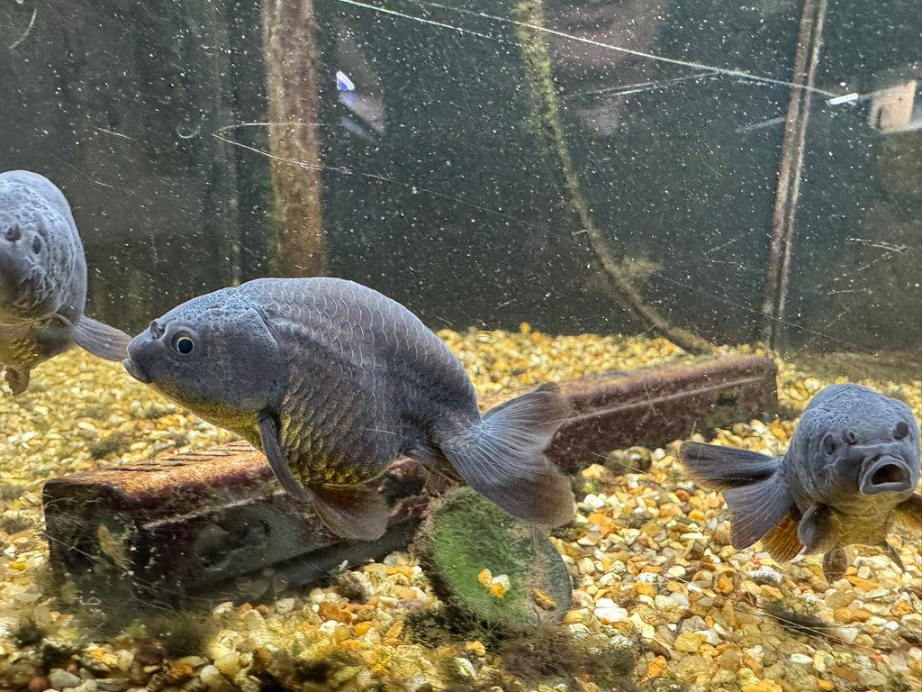 Black Ranchu 6-7cm Fancy Goldfish
