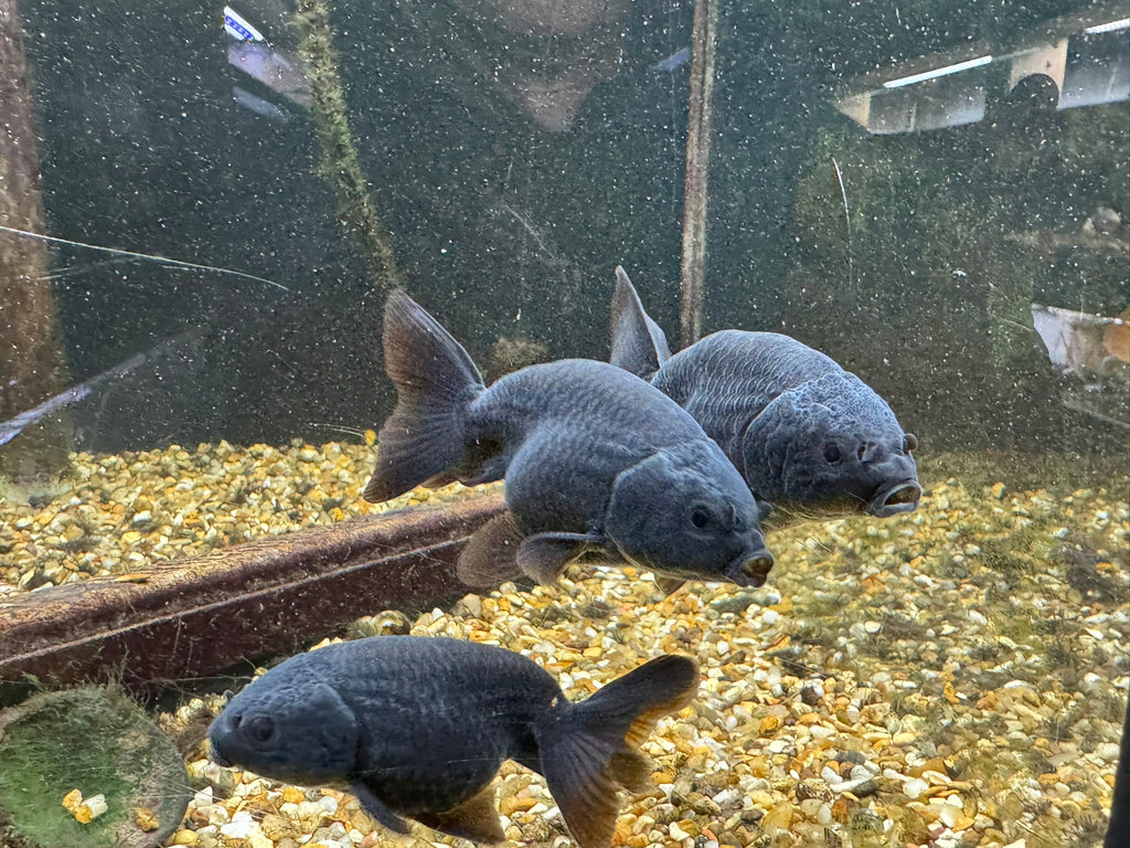 Black Ranchu 6-7cm Fancy Goldfish