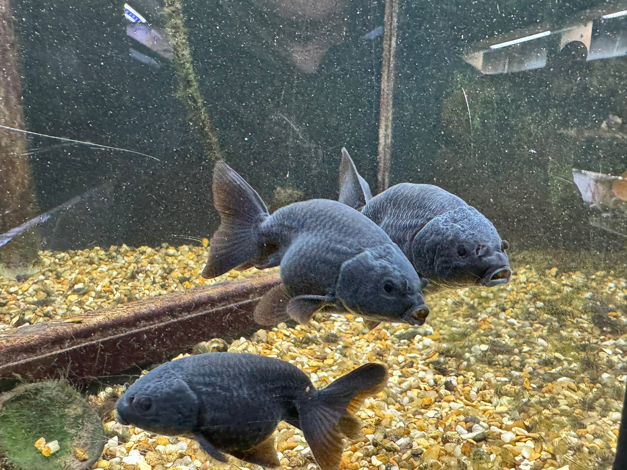 Black Ranchu 6-7cm Fancy Goldfish