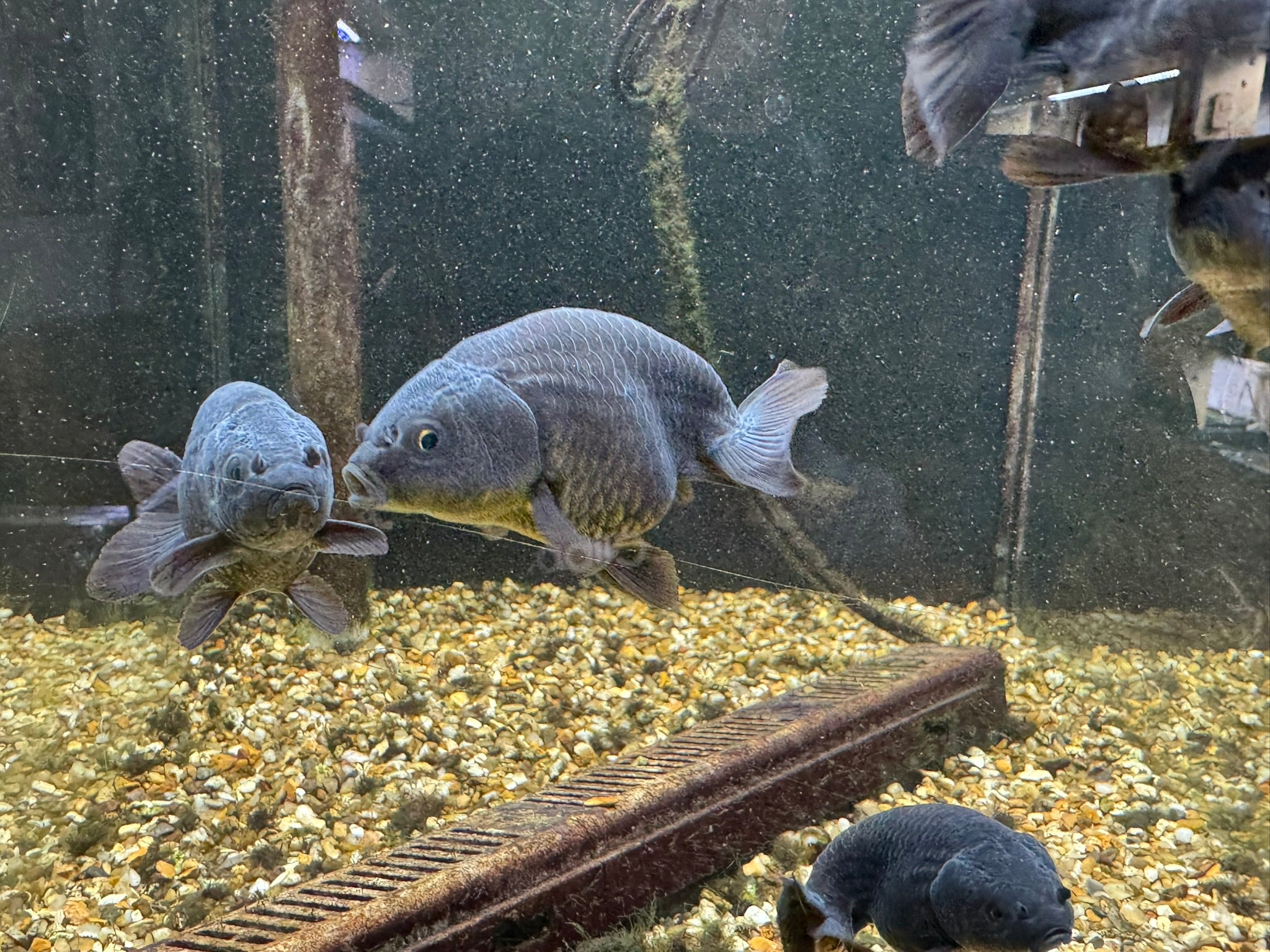 Black Ranchu 6-7cm Fancy Goldfish