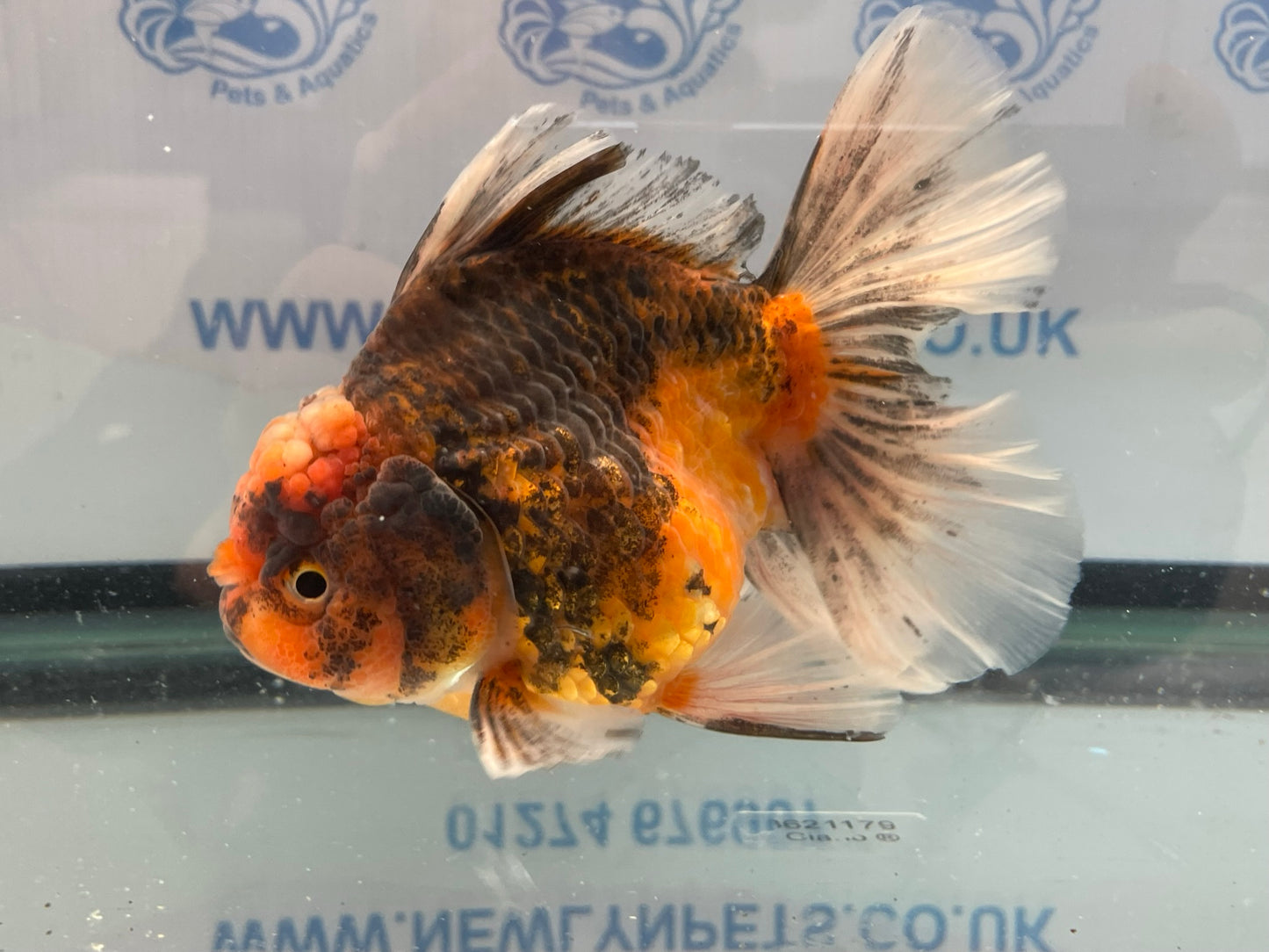 Jumbo Oranda  13-14cm (Fish in photo) #14