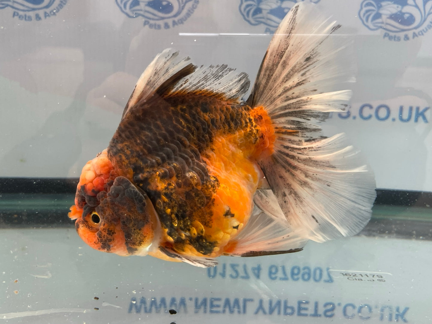 Jumbo Oranda  13-14cm (Fish in photo) #14