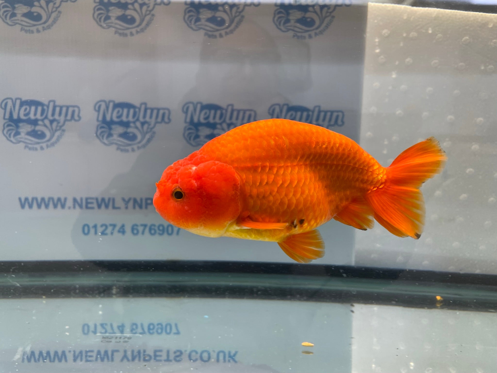 Jumbo Ranchu Red 14-15cm Fancy Goldfish (Fish In Photo) #16