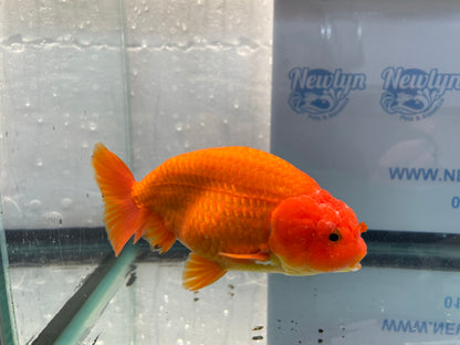 Jumbo Ranchu Red 14-15cm Fancy Goldfish (Fish In Photo) #16