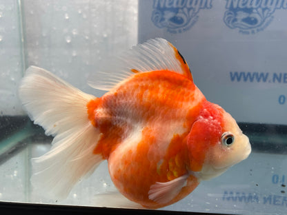 Jumbo Oranda  14-15cm (Fish in photo) #17