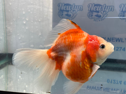 Jumbo Oranda  14-15cm (Fish in photo) #17