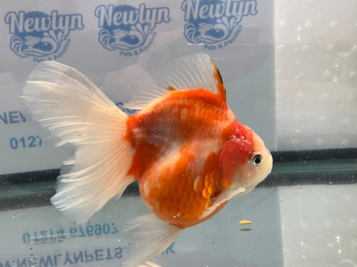 Jumbo Oranda  14-15cm (Fish in photo) #17