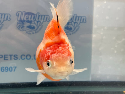 Jumbo Oranda  14-15cm (Fish in photo) #17