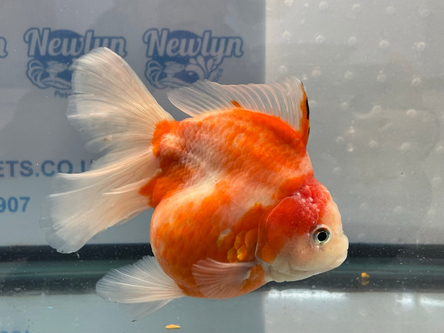 Jumbo Oranda  14-15cm (Fish in photo) #17