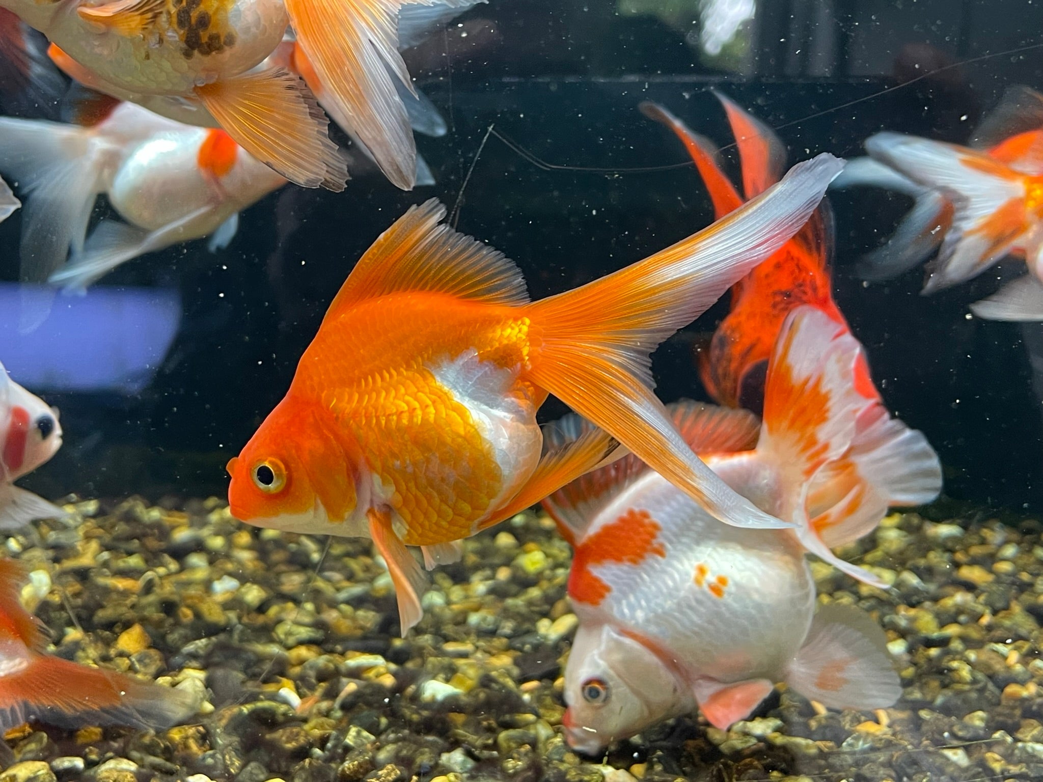 Long Tail Ryukin 8-10cm (BF7B)