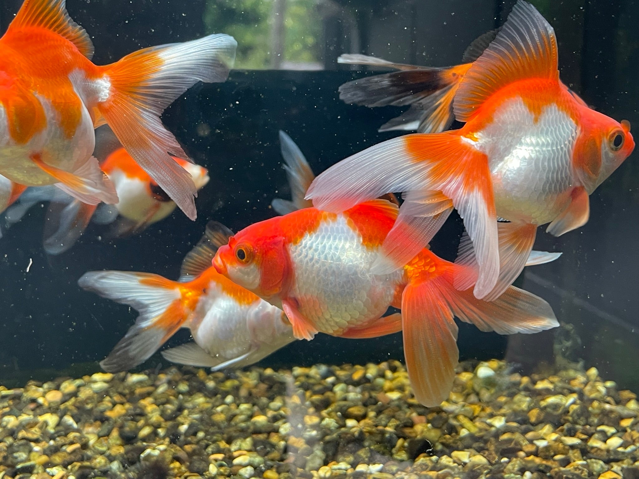 Long Tail Ryukin 8-10cm (BF7B)