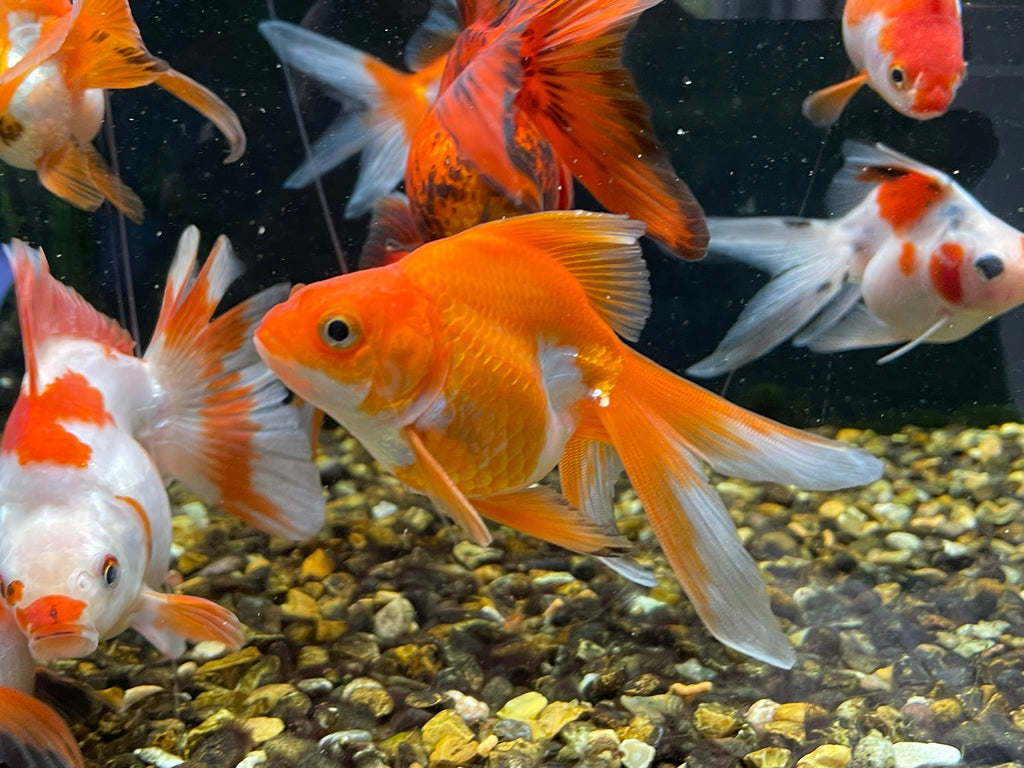 Long Tail Ryukin 8-10cm (BF7B)