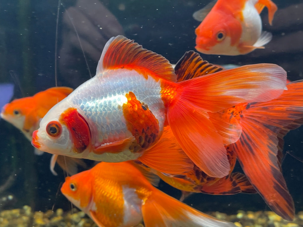 Long Tail Ryukin 8-10cm (BF7B)