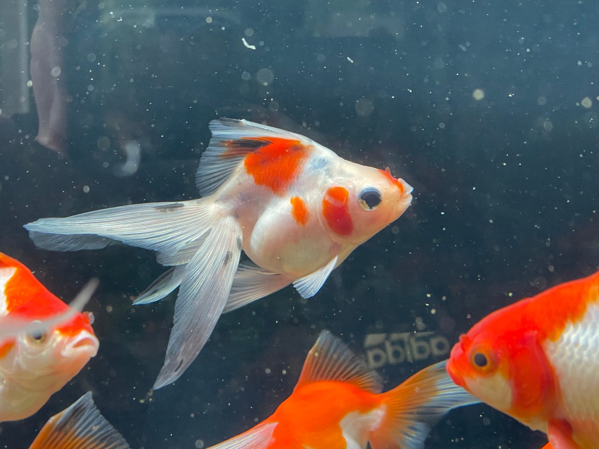 Long Tail Ryukin 8-10cm (BF7B)