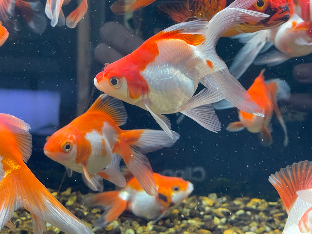 Long Tail Ryukin 8-10cm (BF7B)