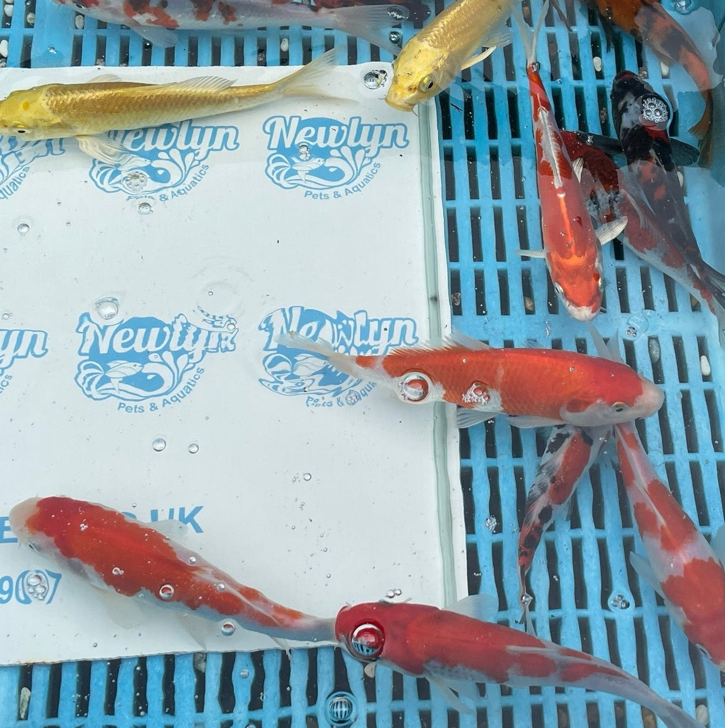 Assorted Japanese Koi 7" (Hi Utsuri, Ogon, Kohaku, Goromo, Showa) Live Fish