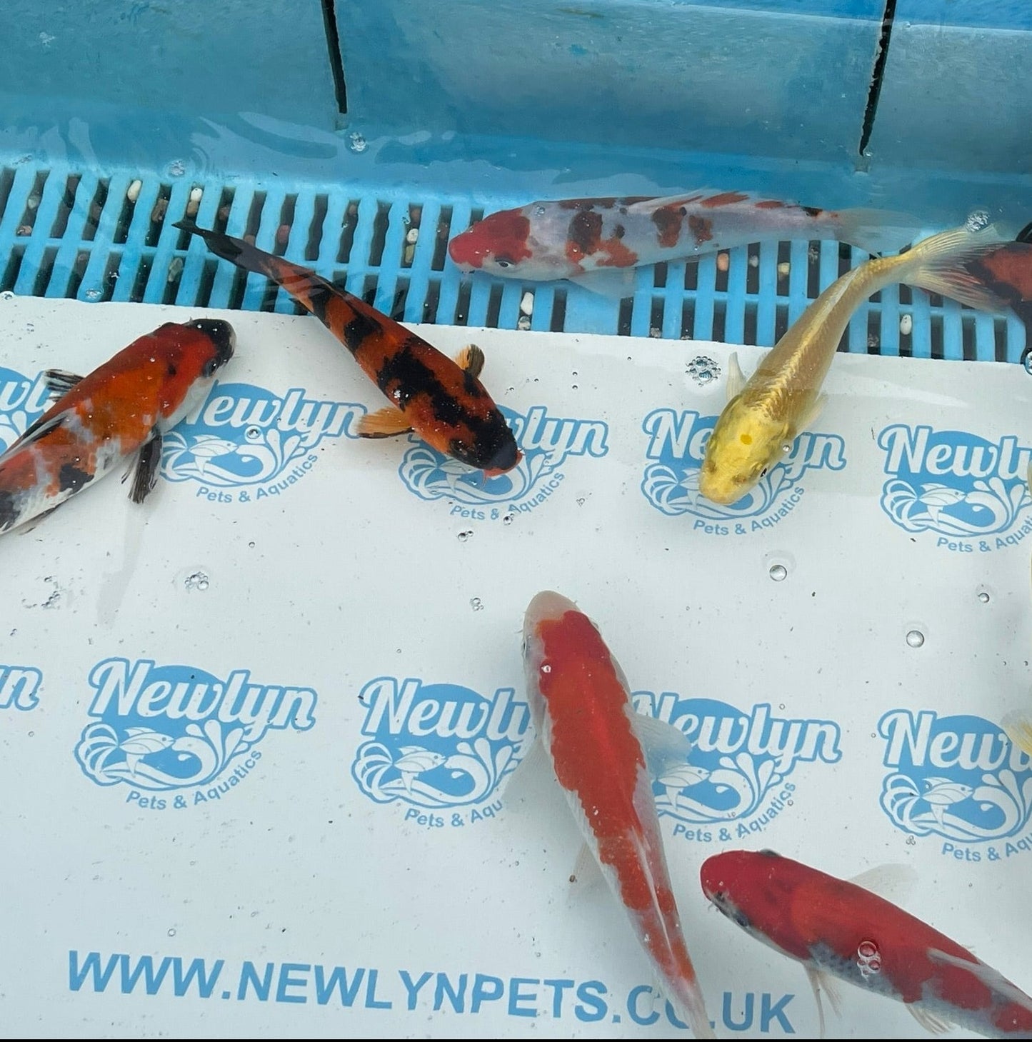 Assorted Japanese Koi 7" (Hi Utsuri, Ogon, Kohaku, Goromo, Showa) Live Fish