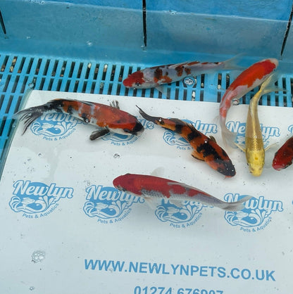 Assorted Japanese Koi 7" (Hi Utsuri, Ogon, Kohaku, Goromo, Showa) Live Fish