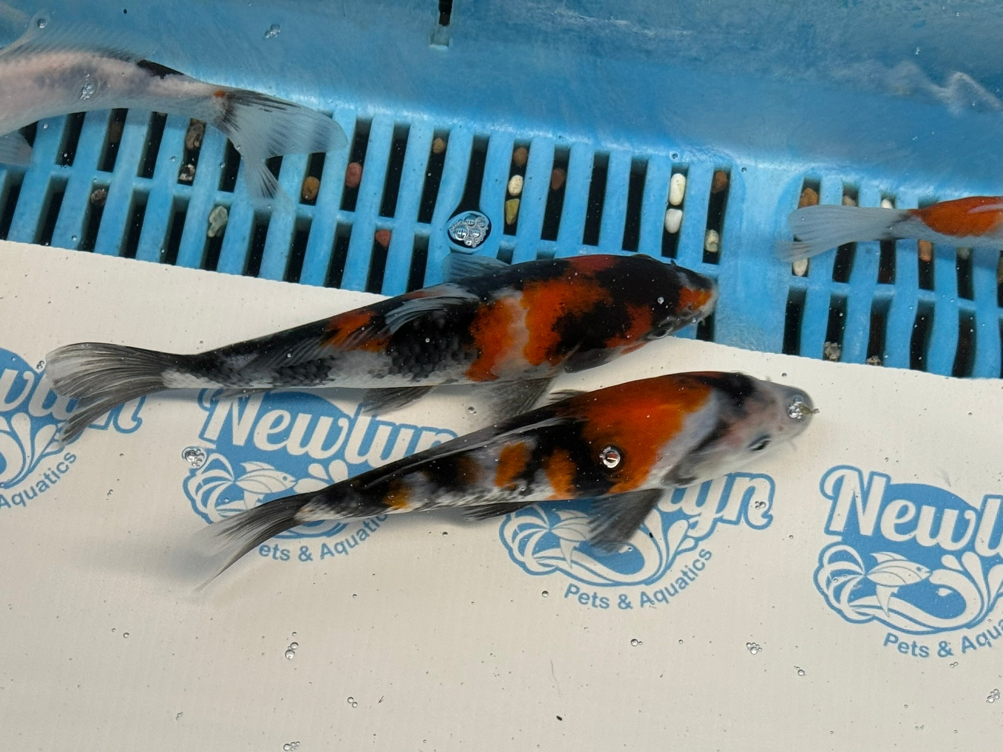 Japanese Koi Showa 5-6" Live Fish (O 1)