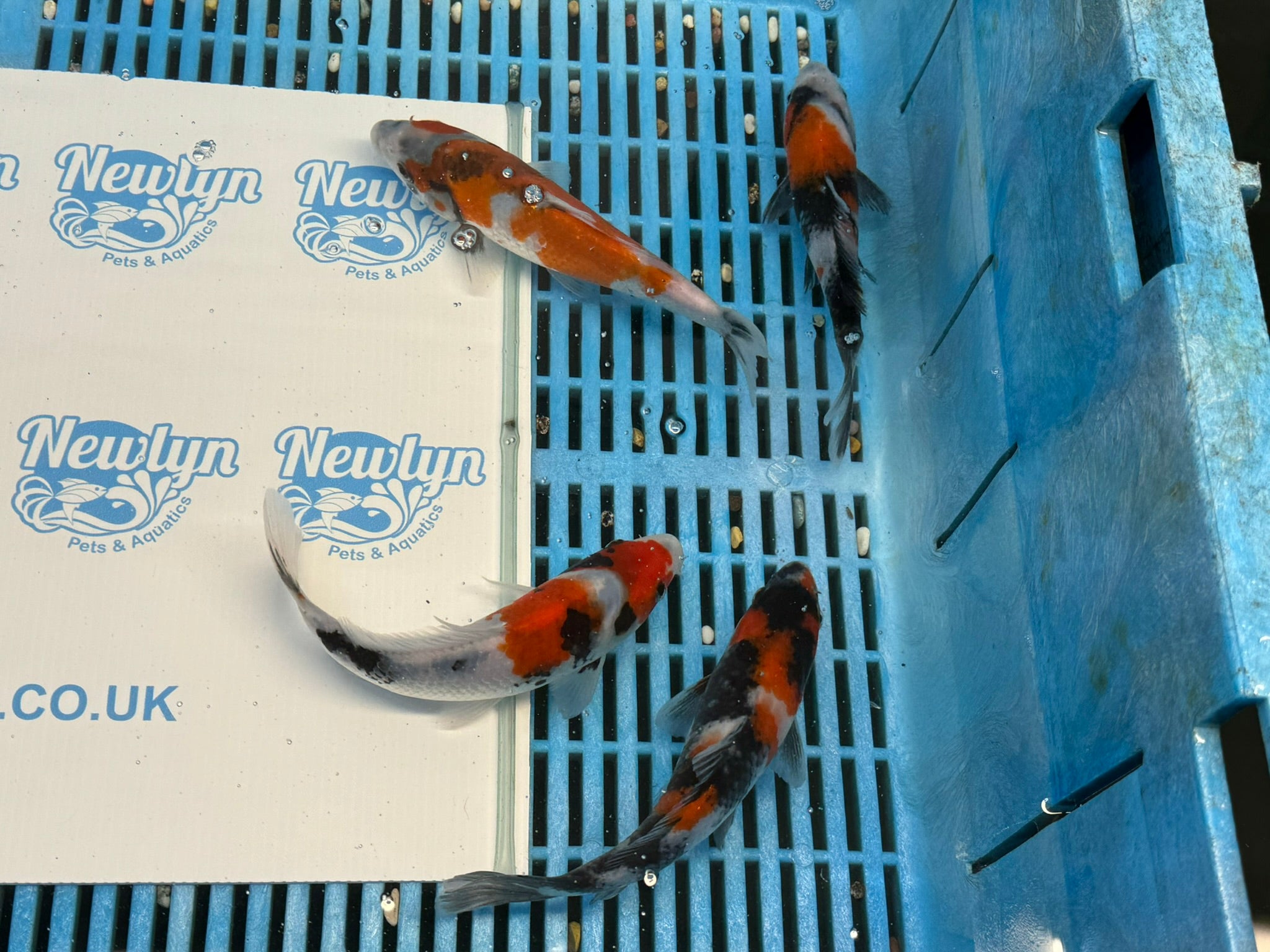 Japanese Koi Showa 5-6" Live Fish (O 1)