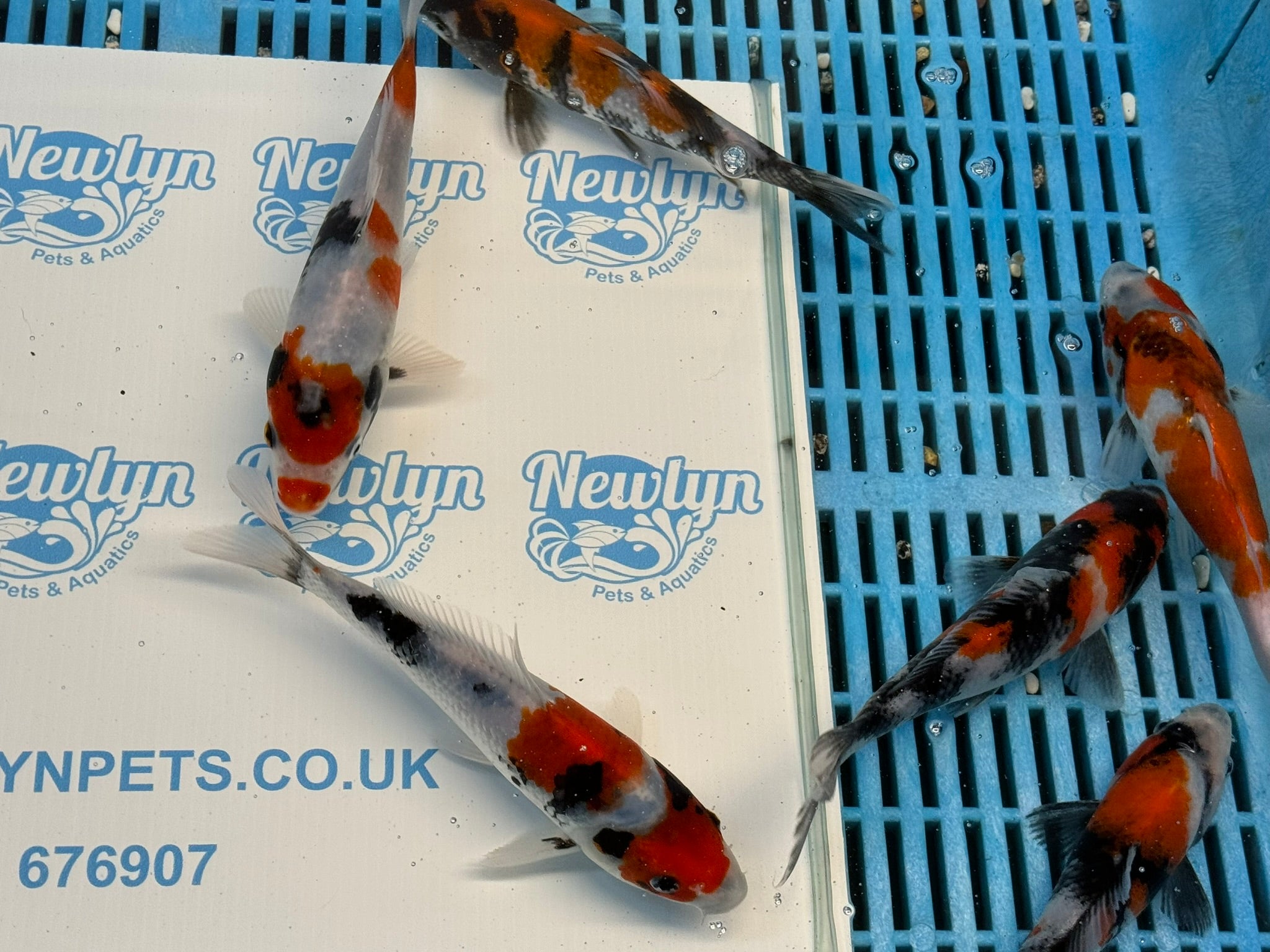 Japanese Koi Showa 5-6" Live Fish (O 1)