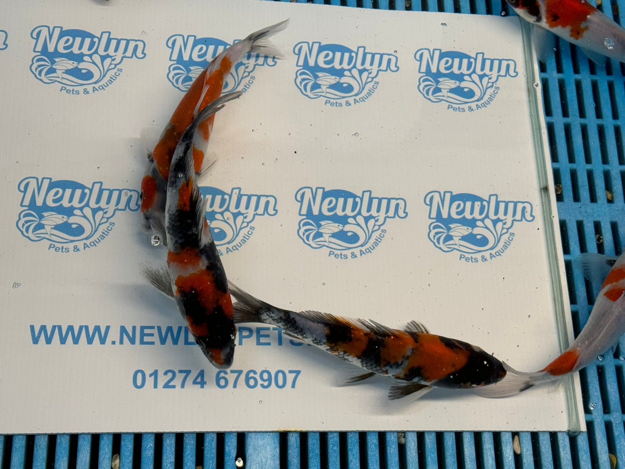 Japanese Koi Showa 5-6" Live Fish (O 1)