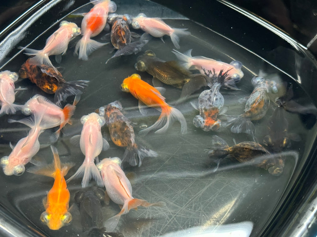 Demekin Fancy Goldfish 5-6cm (Picked at random) (BF11A)