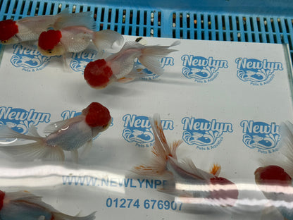 Red Cap Oranda Fancy Goldfish 15cm (BF1)