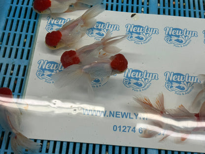 Red Cap Oranda Fancy Goldfish 15cm (BF1)