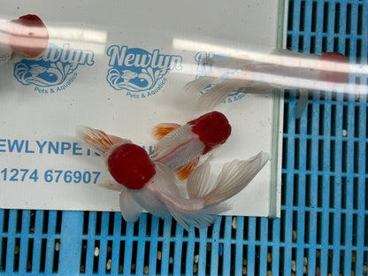 Red Cap Oranda Fancy Goldfish 15cm (BF1)