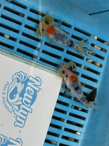 Calico Bubble Eye 8-10cm Fancy Goldfish