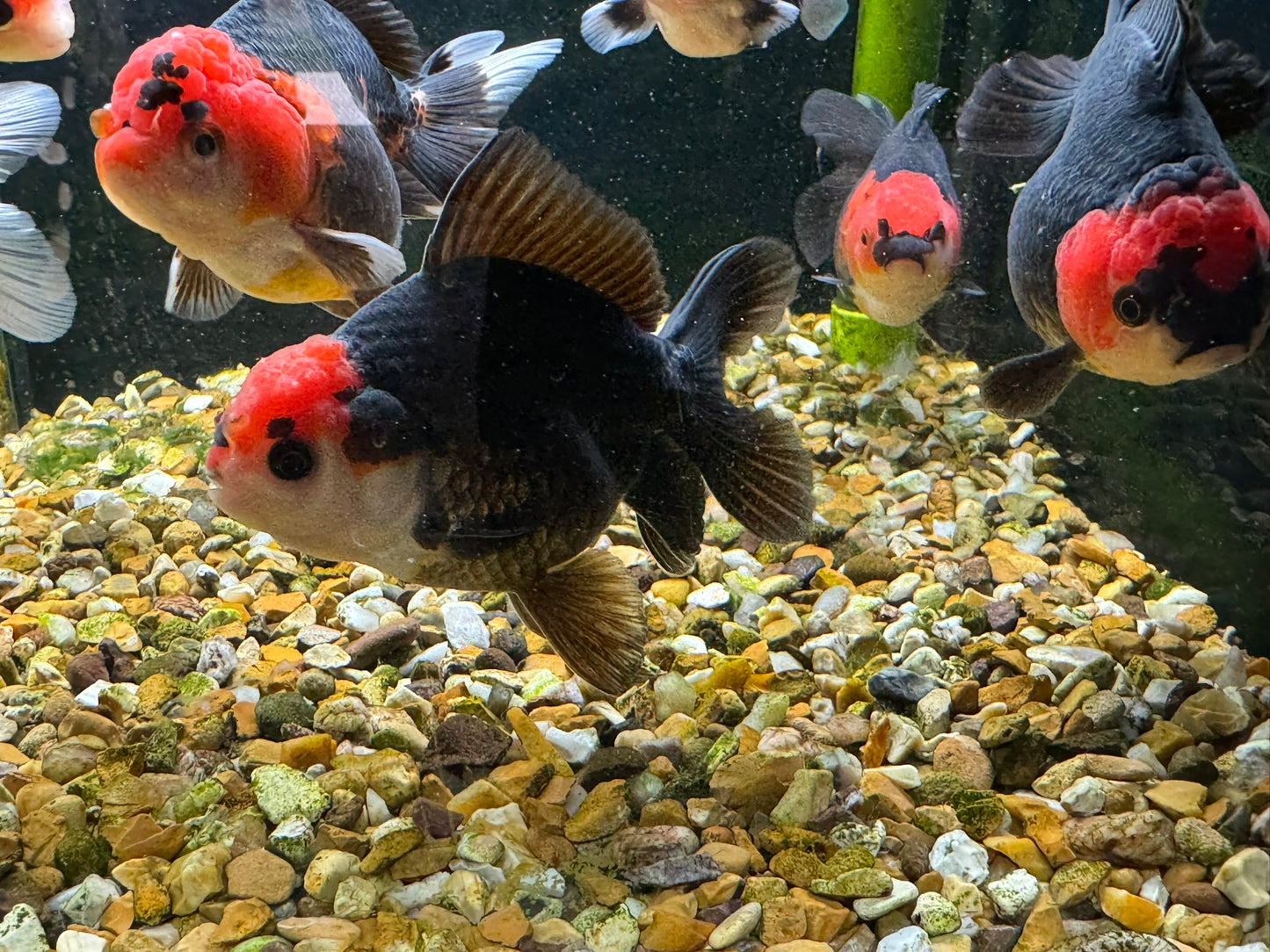 Apache Oranda  9-10cm (BF3A - BF8A)