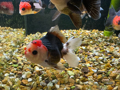 Apache Oranda  9-10cm (BF3A - BF8A)