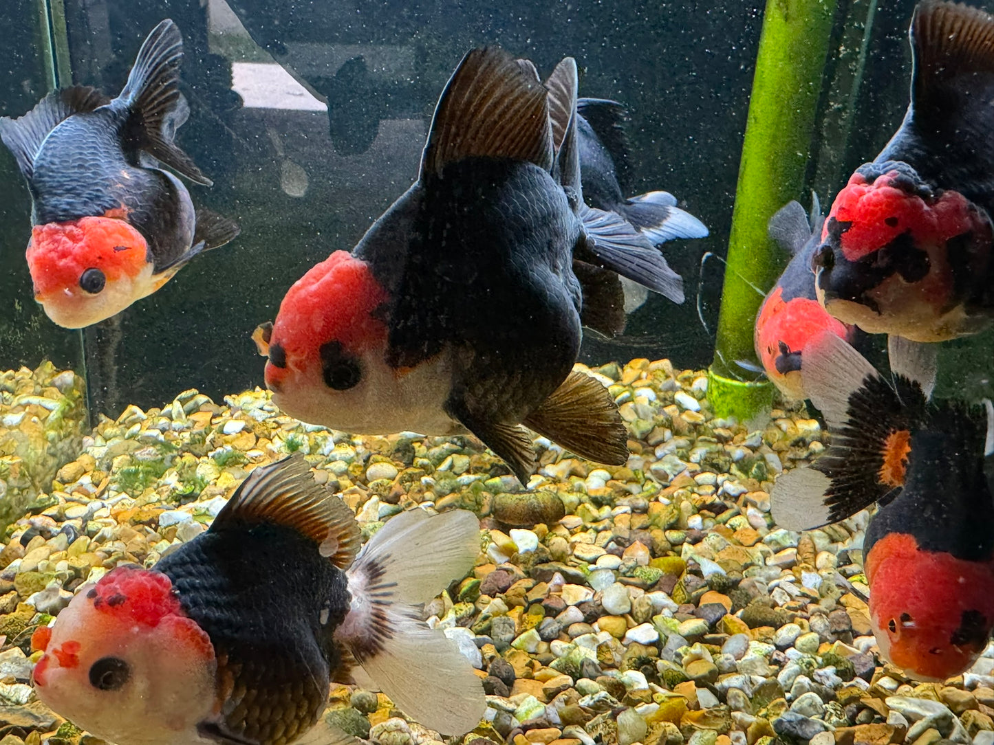 Apache Oranda  9-10cm (BF3A - BF8A)