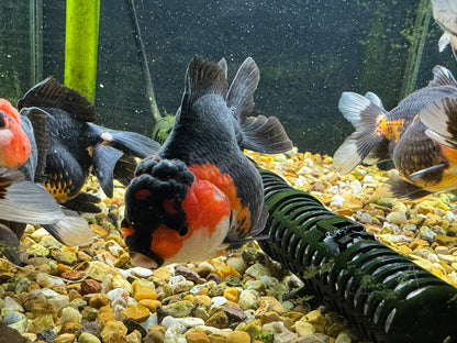 Apache Oranda  9-10cm (BF3A - BF8A)