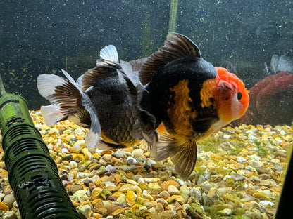 Apache Oranda  9-10cm (BF3A - BF8A)