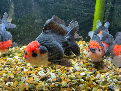 Apache Oranda  9-10cm (BF3A - BF8A)