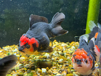 Apache Oranda  9-10cm (BF3A - BF8A)