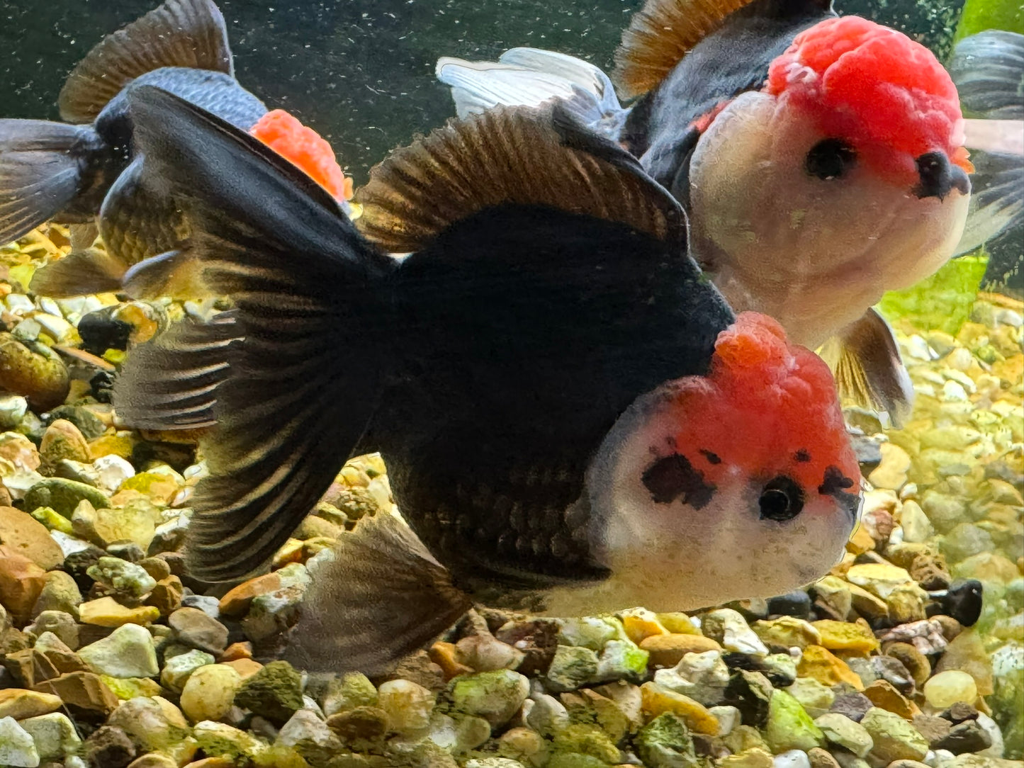 Apache Oranda  9-10cm (BF3A - BF8A)