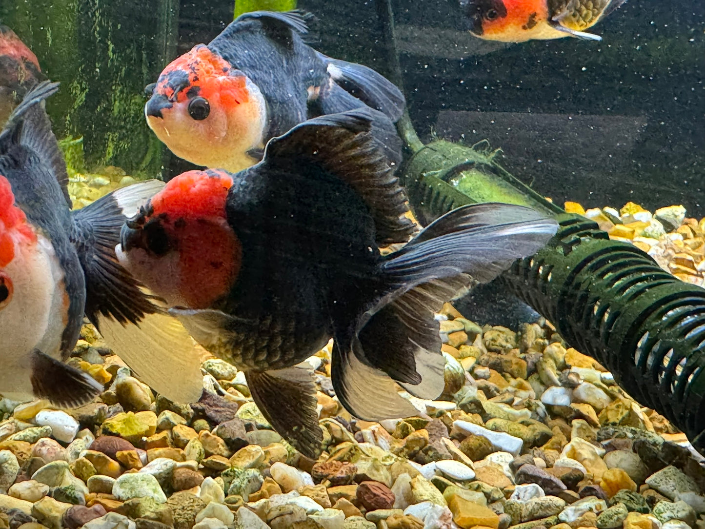 Apache Oranda  9-10cm (BF3A - BF8A)