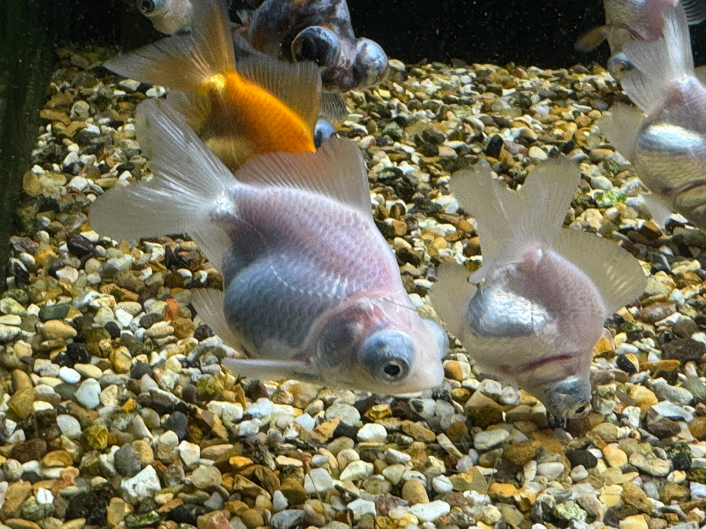 Demekin Fancy Goldfish 5-6cm (Picked at random) (BF11A)