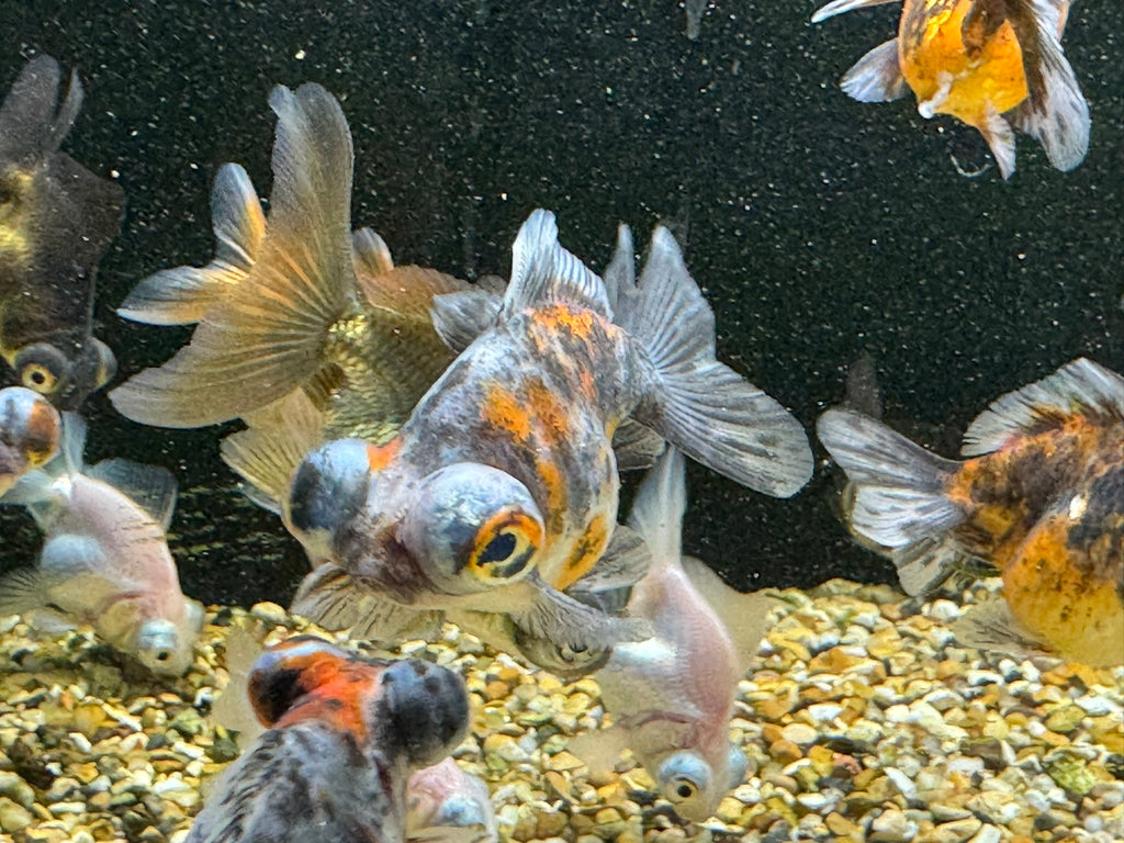 Demekin Fancy Goldfish 5-6cm (Picked at random) (BF11A)