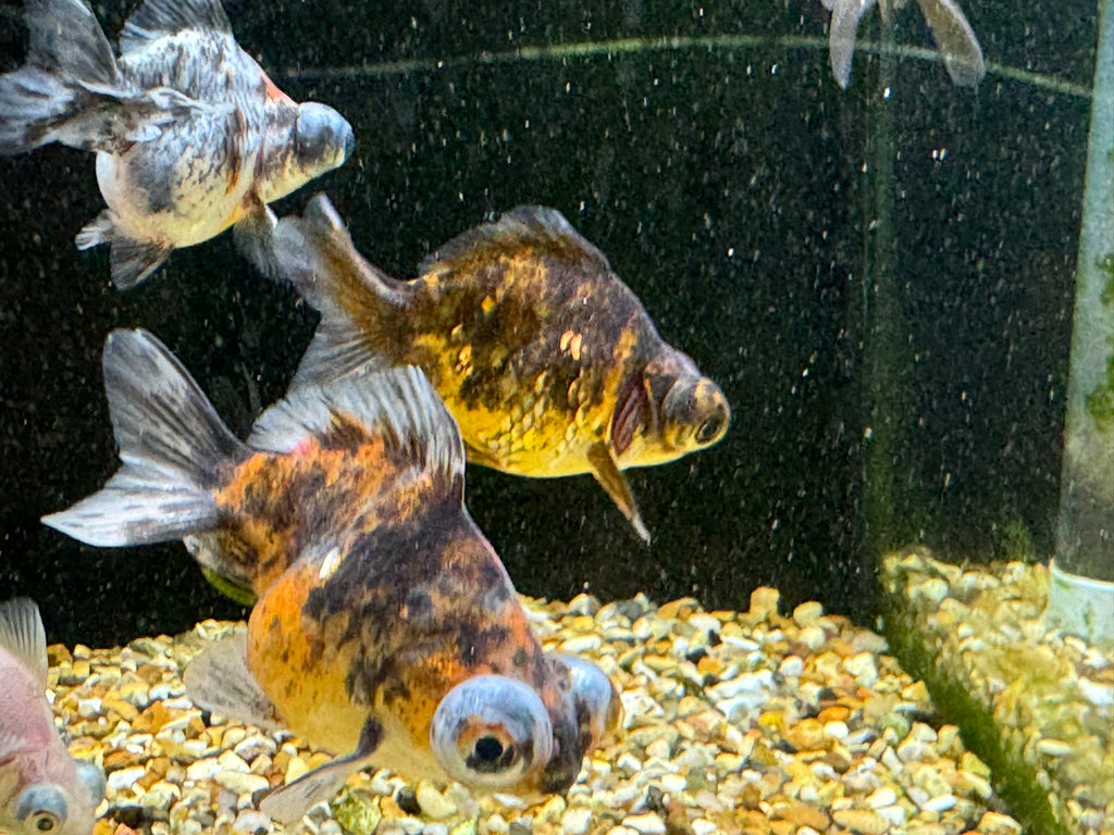 Demekin Fancy Goldfish 5-6cm (Picked at random) (BF11A)