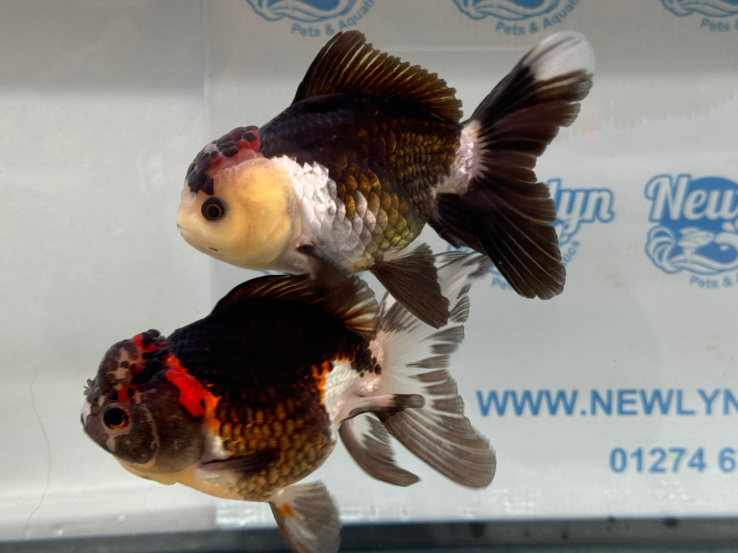 Panda/Tri Colour Oranda 12-13cm