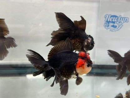 Panda/Tri Colour Oranda 12-13cm