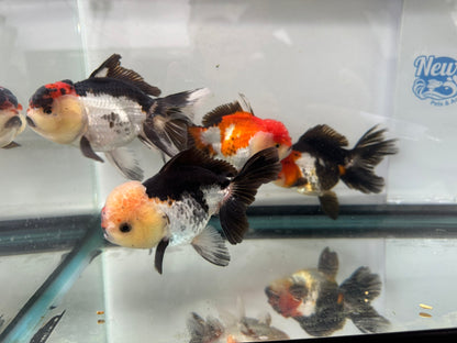 Panda/Tri Colour Oranda 12-13cm